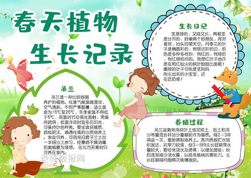 春天植物生长记录手抄报吊兰成长记录小报word电子模板