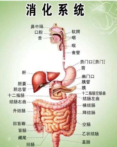 消化系统